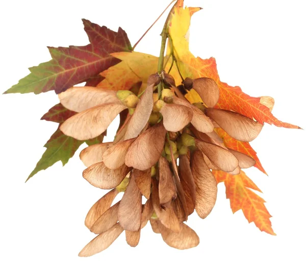 Maple seed and autumn leaves isolated on white — Stock Photo, Image