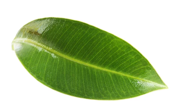 Bela folha verde, isolada em branco — Fotografia de Stock