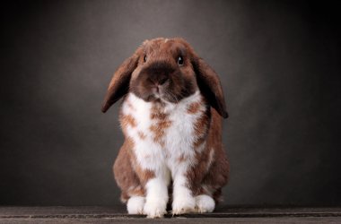Lop-eared rabbit on grey background clipart