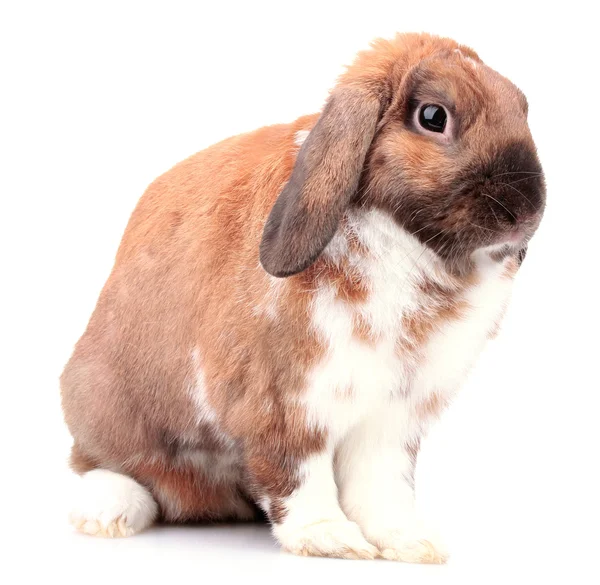 Lop-eared rabbit isolated on white — Stock Photo, Image