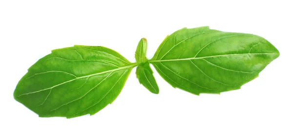 Groene verse basilicum, geïsoleerd op wit — Stockfoto