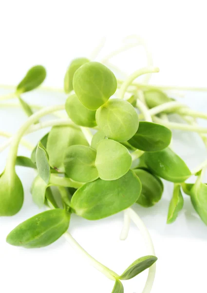 Groene jonge zonnebloempjes geïsoleerd op wit — Stockfoto