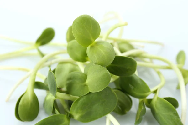 Green young sunflower sprouts isolated on white — Stock Photo, Image