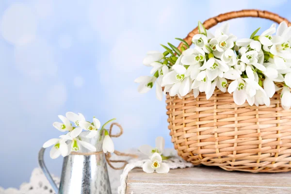 Schöne Schneeglöckchen im Weidenkorb, auf blauem Hintergrund — Stockfoto