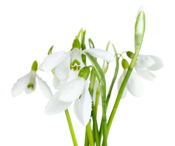 Beautiful snowdrops, isolated on white — Stock Photo, Image