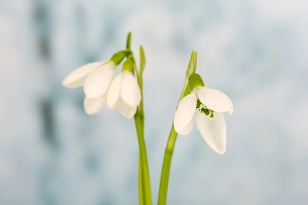 Krásný sněženky, na zimní pozadí — Stock fotografie