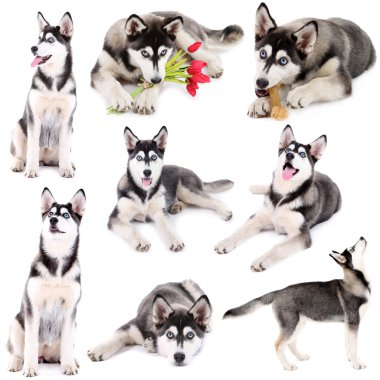 kolaj üzerinde beyaz izole şirin husky köpek