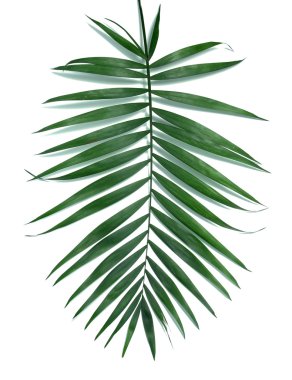 beyaz izole yaprak yeşil palmiye ağacı (howea)