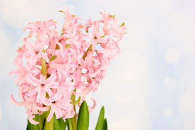 parlak zemin üzerine pembe sümbül