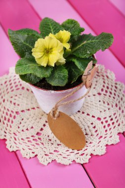 tencerede ahşap arka plan üzerinde renkli peçete üzerinde sarı çuha çiçeği