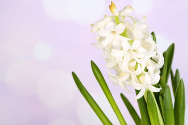 parlak zemin üzerine sümbül