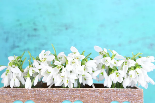 Beautiful snowdrops on blue background — Stock Photo, Image