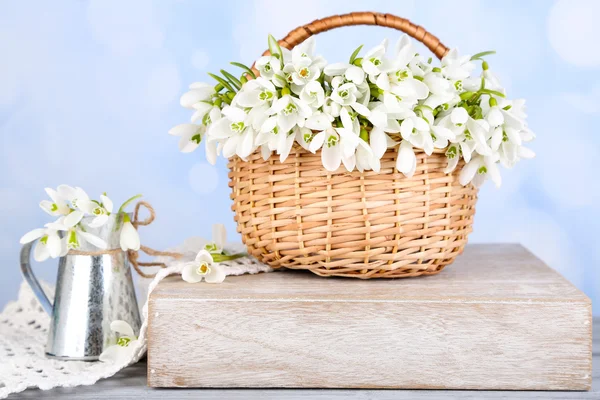 Beautiful snowdrops in wicker basket, on blue background — Stock Photo, Image