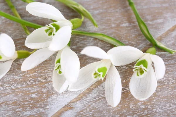 Beautiful snowdrops on wooden background — Stock Photo, Image