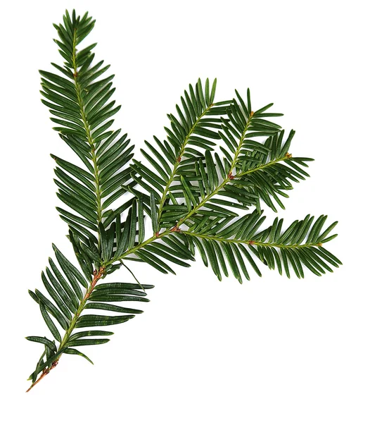 Beautiful yew twig, isolated on white — Stock Photo, Image