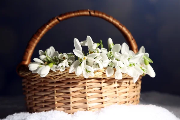 Schöner Strauß Schneeglöckchen im Weidenkorb auf Schnee — Stockfoto