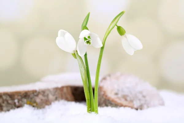 Beautiful snowdrops on snow, on light background — Stock Photo, Image