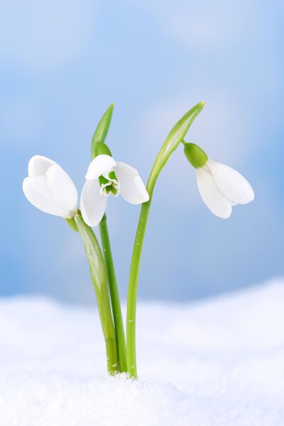 Beautiful snowdrops on snow, on nature winter background