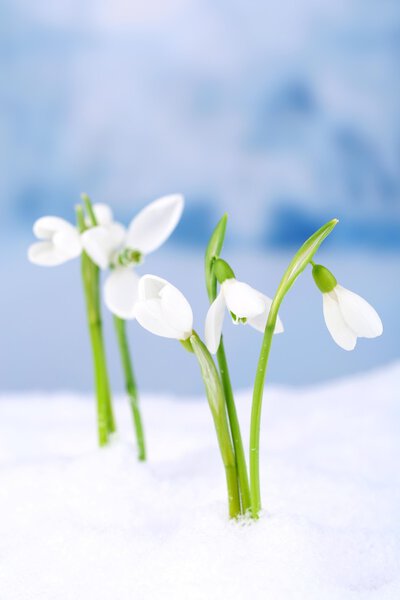 Beautiful snowdrops on snow, on nature winter background