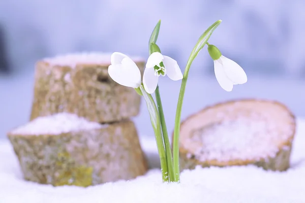 Krásný sněženky na sněhu, na pozadí zimní přírody — Stock fotografie