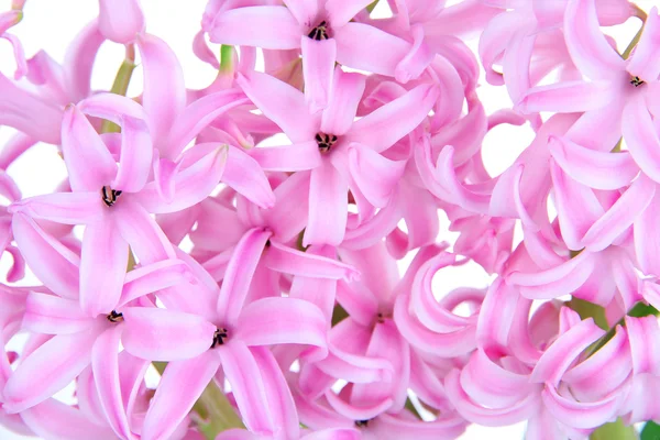 Pink hyacinth close up — Stock Photo, Image