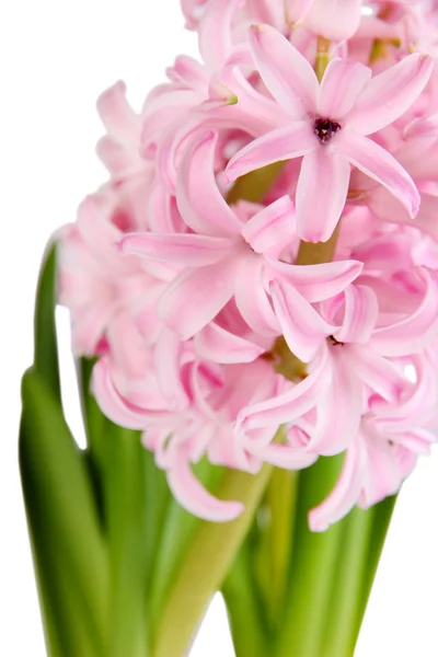 Pink hyacinth on bright background — Stock Photo, Image