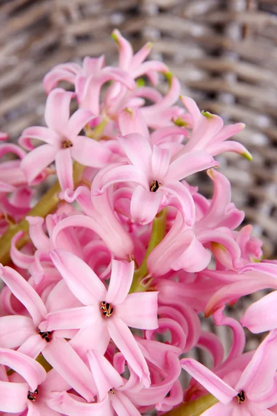 Rosa hyacint på wicker bakgrund — Stockfoto