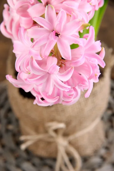 Pink hyacinth in pot close up — Stock Photo, Image