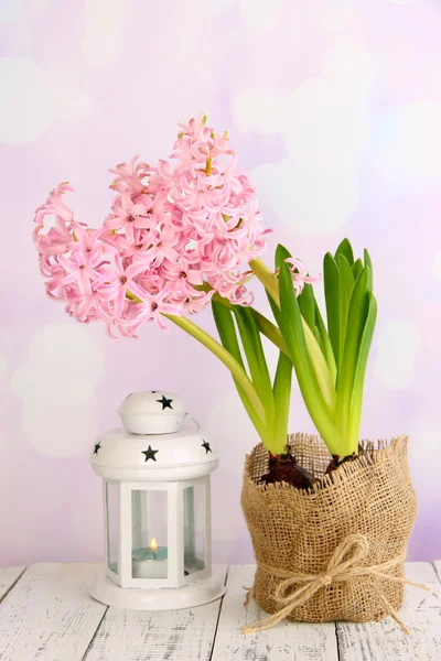Розовый гиацинт в горшочке с декоративным фонариком на столе на ярком фоне — стоковое фото
