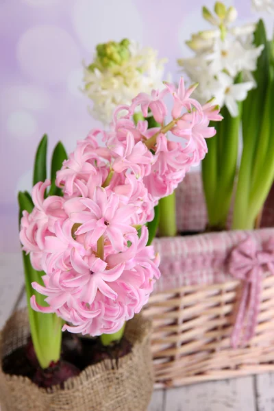 Hyacint in pot op tafel op lichte achtergrond — Stockfoto