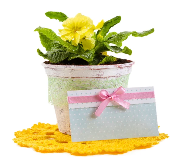 Yellow primrose in pot on color napkin isolated on white — Stock Photo, Image