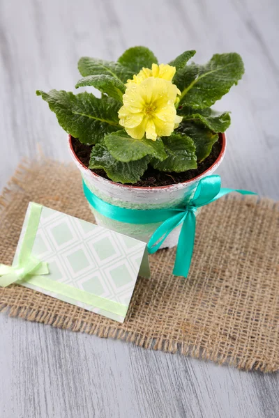 Yellow primrose in pot on napkin on wooden background — Stock Photo, Image