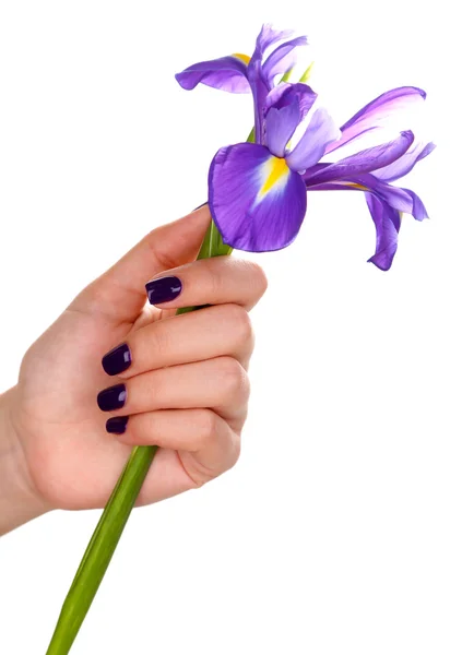 Beautiful woman hand with flower isolated on white — Stock Photo, Image