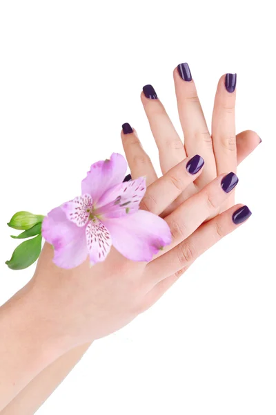 Mooie vrouw handen met bloem geïsoleerd op witpiękna kobieta ręce kwiat na białym tle — Stockfoto