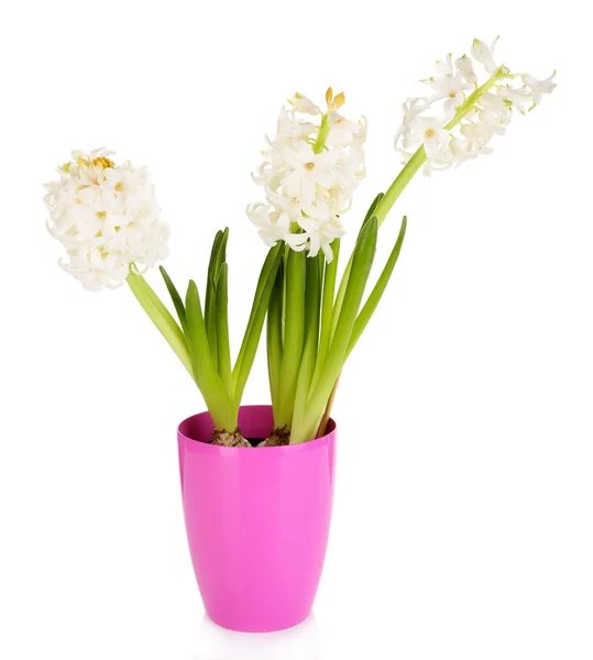 Hyacinth in pot isolated on white — Stock Photo, Image