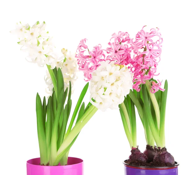 Hyacinth flowers in pots isolated on white — Stock Photo, Image