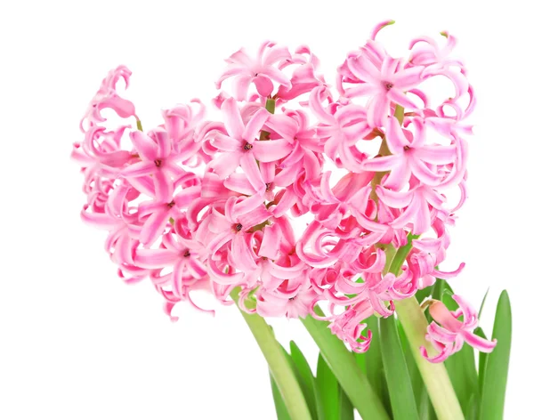 Hyacinth isolated on white — Stock Photo, Image