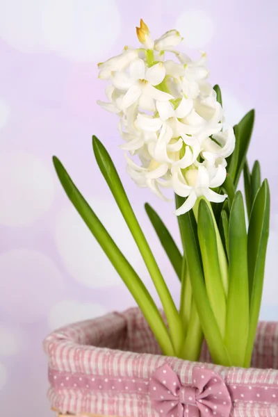 Hyacinth in basket on bright background — Stock Photo, Image