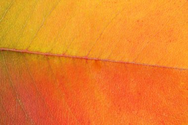 güzel sonbahar yaprak, doku