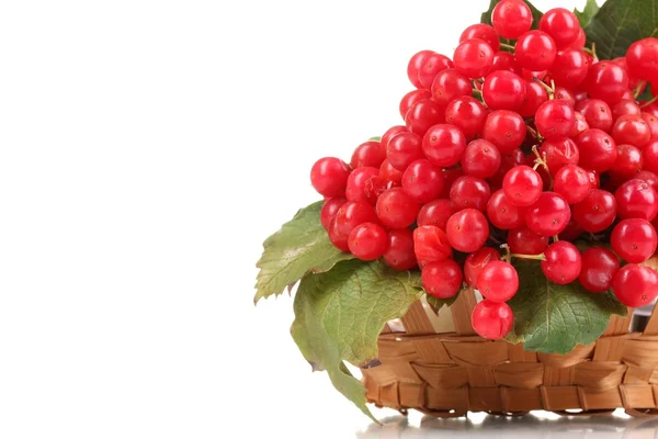 Красные ягоды viburnum в корзине изолированы на белом — стоковое фото