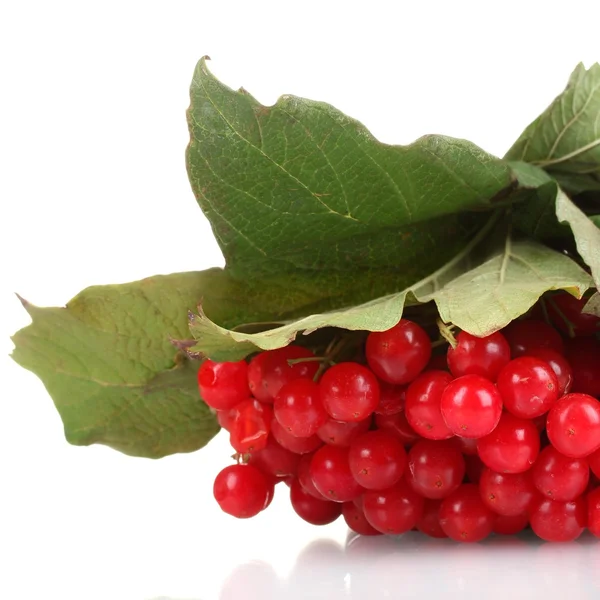 Red berries of viburnum isolated on white — Stock Photo, Image