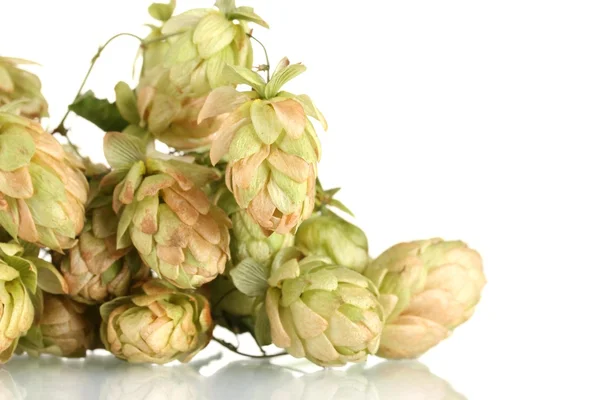 Schöner grüner Hopfen isoliert auf weiß — Stockfoto