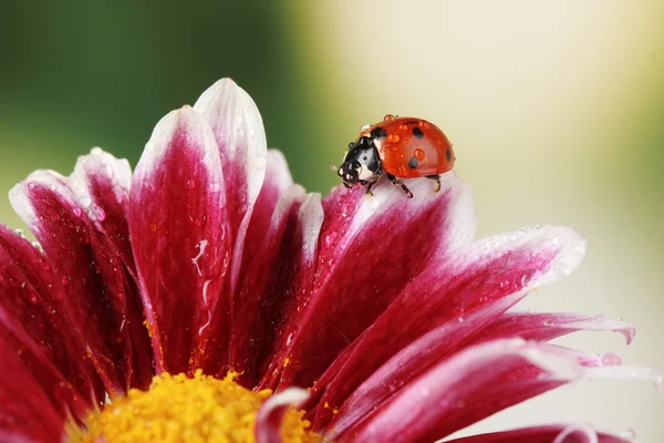 Nyckelpiga på vackra blomma på grön bakgrund — Stockfoto