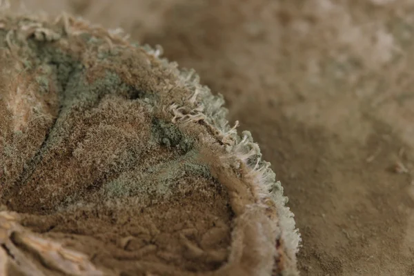 Moldy lemon close-up — Stock Photo, Image