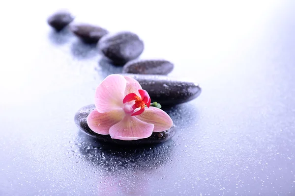 Composição com a orquídea florescendo bonita com gotas de água e pedras do spa, no fundo claro — Fotografia de Stock