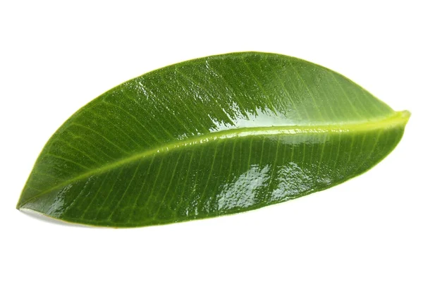 Beautiful green leaf, isolated on white — Stock Photo, Image