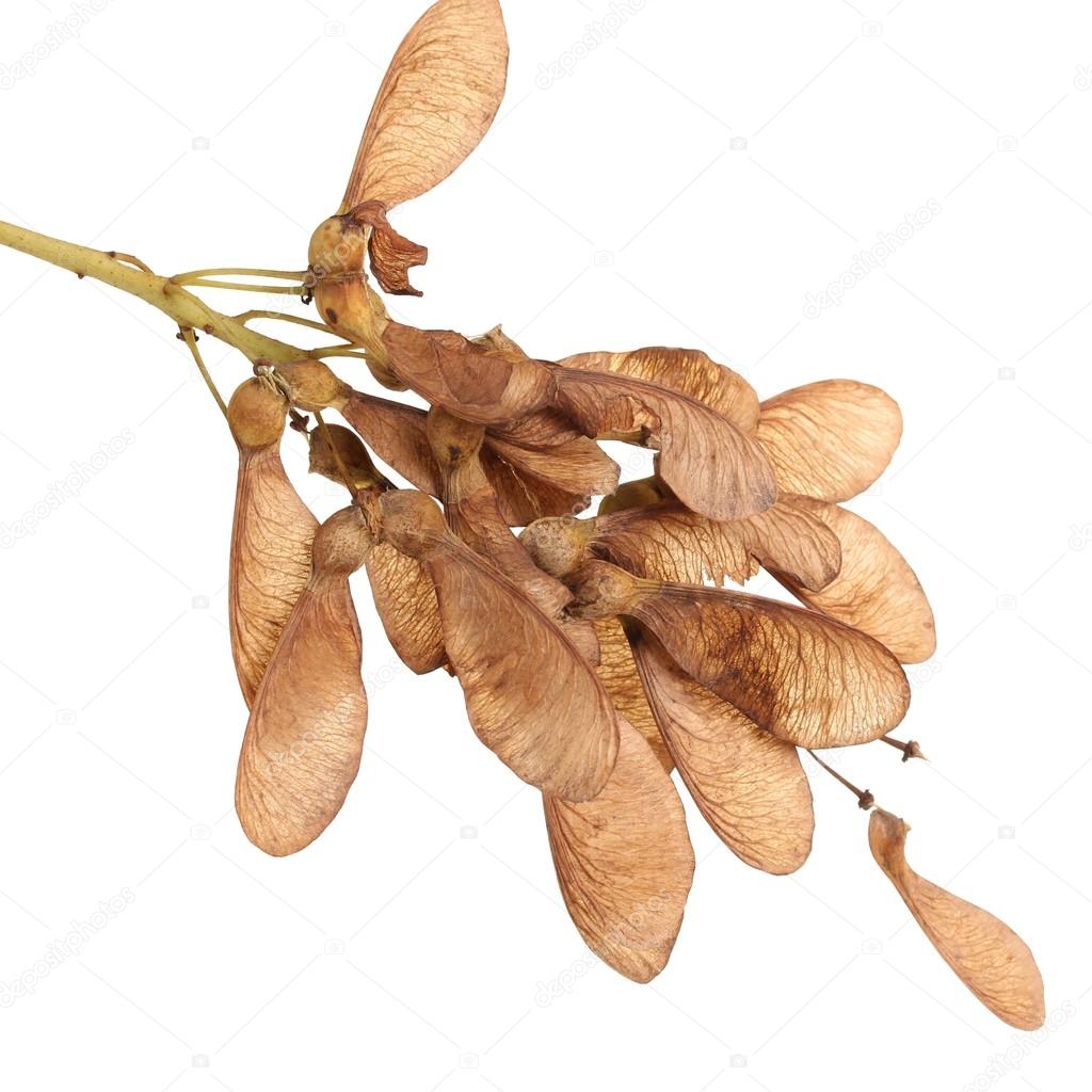 maple seed isolated on white