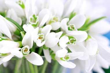 güzel kardelen, yakın çekim