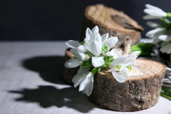 Schöne Schneeglöckchen auf grauem Hintergrund — Stockfoto