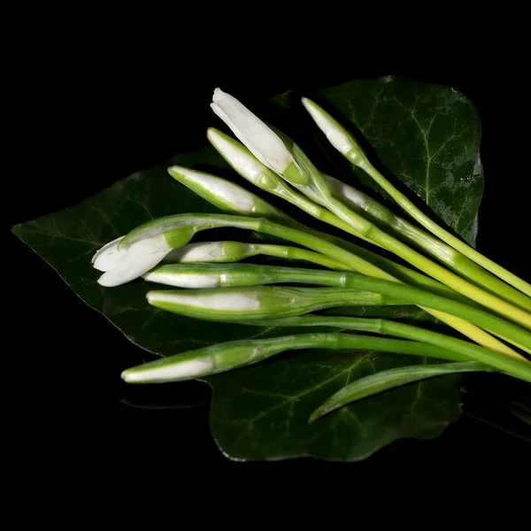 Beautiful snowdrops, isolated on black — Stock Photo, Image